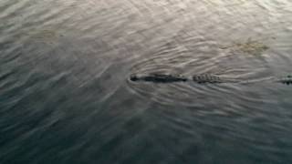 Crocodile in Club Med Cancun [upl. by Turpin]