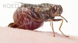 A Tsetse Fly Births One Enormous MilkFed Baby  Deep Look [upl. by Gardia]