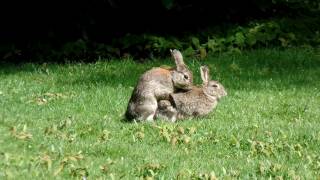 MATING RABBITS [upl. by Yarled]