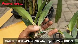 promo anggrek asperata [upl. by Conias]