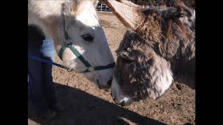 Donkeys as horse companions [upl. by Nelrah768]