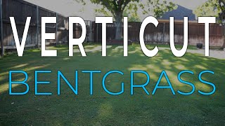 Verticut Bentgrass  Verticut Putting Green [upl. by Sucramd280]