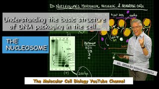 Understanding the nucleosome [upl. by Lorrimor]