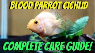 BLOOD PARROT CICHLID COMPLETE CARE GUIDE [upl. by Klina501]