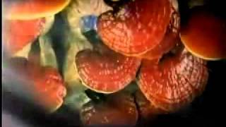 Ganoderma Lucidum En Espanol [upl. by Akyeluz]