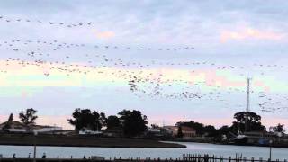 Cape Cormorants flying to roost along the Berg River Port Owen [upl. by Tavie750]