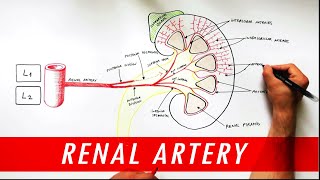 Anatomy tutorial  Renal Artery Branches [upl. by Muiram]