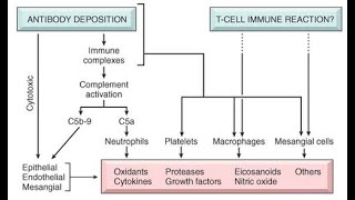 Understanding Membranoproliferative Glomerulonephritis Part 1 Hot Topic [upl. by Mailliwnhoj]