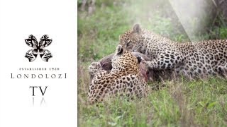 Two Leopards vs Warthog  Londolozi TV [upl. by Allegna]