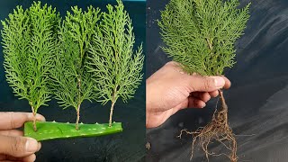 How to propagate ThujaJhau from cutting [upl. by Anetta587]