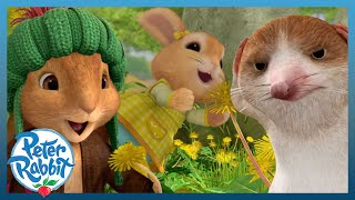 OfficialPeterRabbit  🌼 Springs Dandelion Dilemmas 🌼  Sharing is Caring 🤗  Cartoons for Kids [upl. by Isabelita549]