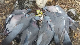 Caza de Palomas Torcaces en Media Veda 2024 [upl. by Verdha]