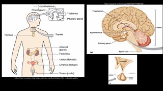 Grade 12 Life Sciences Responding to the Environment The Endocrine System [upl. by Talbot]