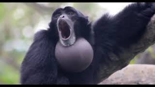 Gibbon Monkey Yelling at People Who Speak Gibberish [upl. by Leanne382]