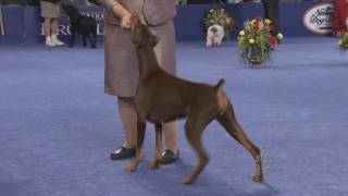 Doberman in Best in Show [upl. by Yrokcaz]