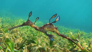 Facts The Weedy Seadragon [upl. by Dorey]