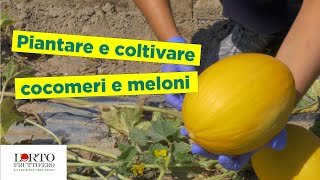 LOrtofruttifero  Piantare e coltivare cocomeri e meloni  Tutorial [upl. by Sheeb952]