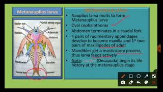 Larval forms in Crustacea [upl. by Schroer]