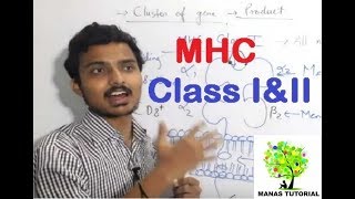 MHC class 1 and 2  Major histocompatibility complex  Structure and FunctionManas Mishra [upl. by Yrmac]