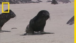 Une hyène sen prend à des bébés otaries [upl. by Pawsner]