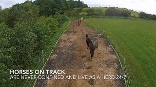 Horses on Track [upl. by Trout]