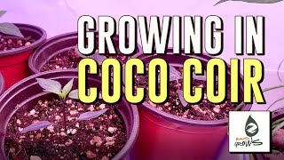 How to prep COCO COIR for indoor growing [upl. by Lramaj211]