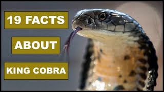 19 Awesome Facts About KING COBRA  Animal Globe [upl. by Selmore]