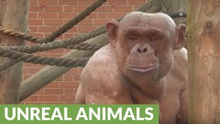 Fighting hairless chimpanzees cause tense scene at zoo [upl. by Nevet495]