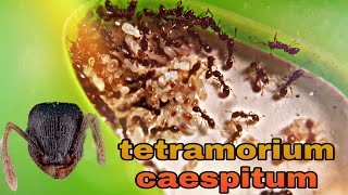 Tetramorium caespitumОт жесткого отборадо сильной колонии [upl. by Kone727]