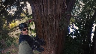 Climbing the Redwoods 360° Video  Fight for the Forests 2  TakePart [upl. by Hector409]