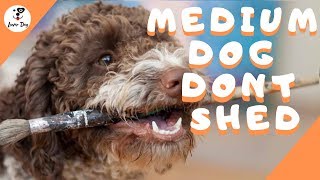 Top 10 Medium Sized Dogs That Dont Shed [upl. by Finny]