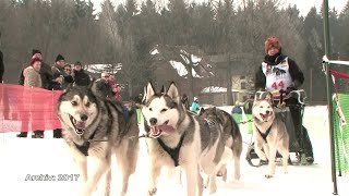 Schlittenhunderennen in Nassau [upl. by Aliuqehs392]