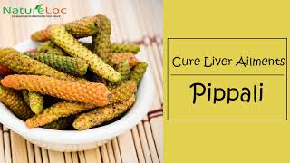 Indian Long Pepper  Pippali  Top 6 Health Benefits  NatureLoC [upl. by Cirek]