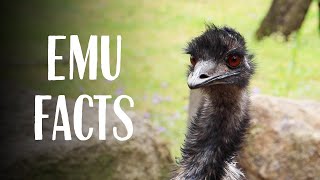 Emu Facts with Keeper Ally at Taronga Western Plains Zoo [upl. by Gilson293]