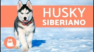 Husky siberiano características e cuidados [upl. by Elle354]