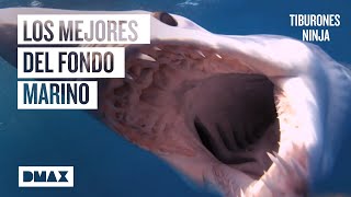 Los 6 tiburones más hábiles feroces y letales del océano  Tiburones [upl. by Chyou]