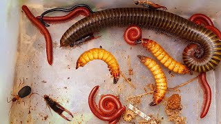 One Giant Millipede and Many Red Millipedes in the Wet Colony of the Building insects aminals [upl. by Benjamin]