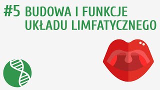 Budowa i funkcje układu limfatycznego 5  Krążenie [upl. by Zobias]