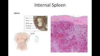 Secondary Lymphatic Organs [upl. by Muriel]