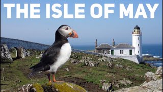 Island adventures and puffin spotting on the magnificent Isle of May on the Firth of Forth Scotland [upl. by Nehcterg]