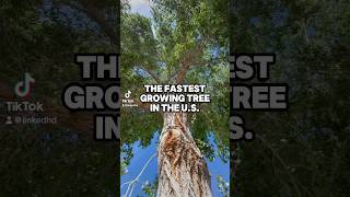 The Fastest Growing Tree in the US Eastern Cottonwood naturefacts didyouknow [upl. by Olsson]