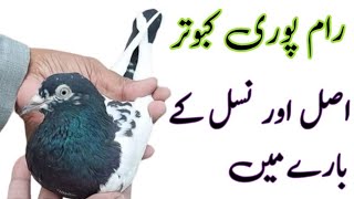 Rampuri Kabootar Majestic Pigeons with Remarkable Flying Skills [upl. by Lledroc]