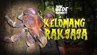 Ketam Kenari Semakin Susah Dicari AlamSemenit [upl. by Aun314]