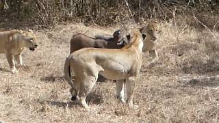 Lions stalk and kill a buffalo calf [upl. by Rollins]