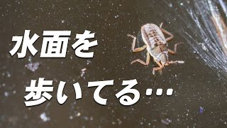 まるで地面の上のように水面を歩く小さな生き物【ケシカタビロアメンボ】 [upl. by Forrer647]