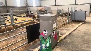 Urban Calf Feeder 140 Calves Dublin Ireland [upl. by Ariaz371]