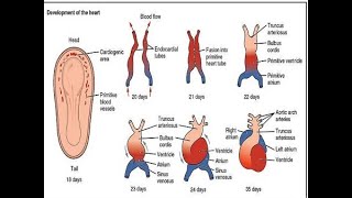 Embryology and development of the premordial cardiovascular system [upl. by Arac742]