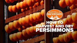 How to harvest and dry persimmons [upl. by Nwahsan]