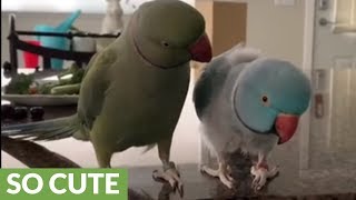 Parrot brothers adorably talk to each other [upl. by Irrac42]