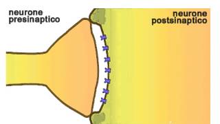 6 La sinapsi chimica [upl. by Ellehcyar565]